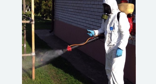 Уничтожение клещей на участке в Новороссийске