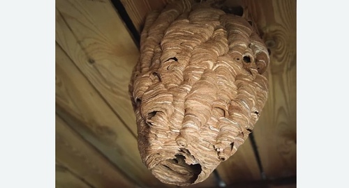 Обработка от шершней в Новороссийске