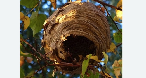 Уничтожение шершней в Новороссийске