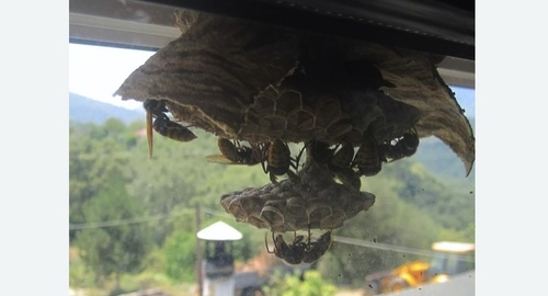 Уничтожение гнёзд шершней в Новороссийске