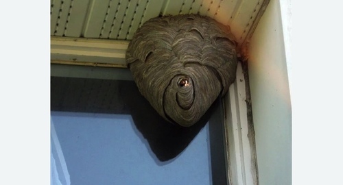 Уничтожение ос в Новороссийске