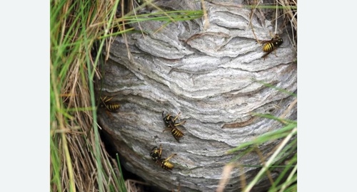 Уничтожение ос и ульев в Новороссийске