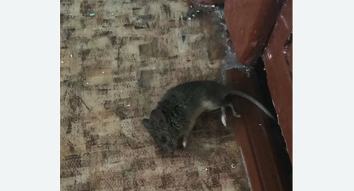 Дезинфекция от мышей в Новороссийске