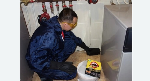 Дератизация крыс. Новороссийск