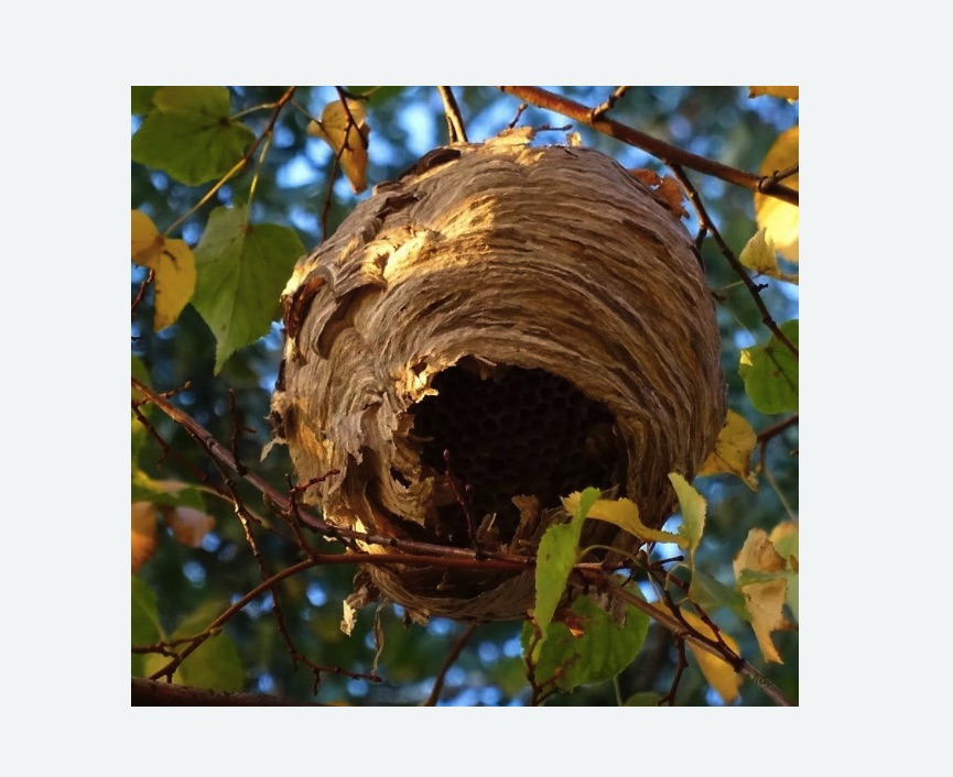 Обработка от шершней в Новороссийске