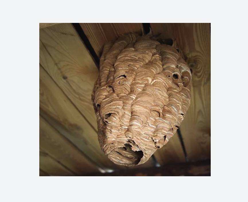 обработка от шершней в Новороссийске