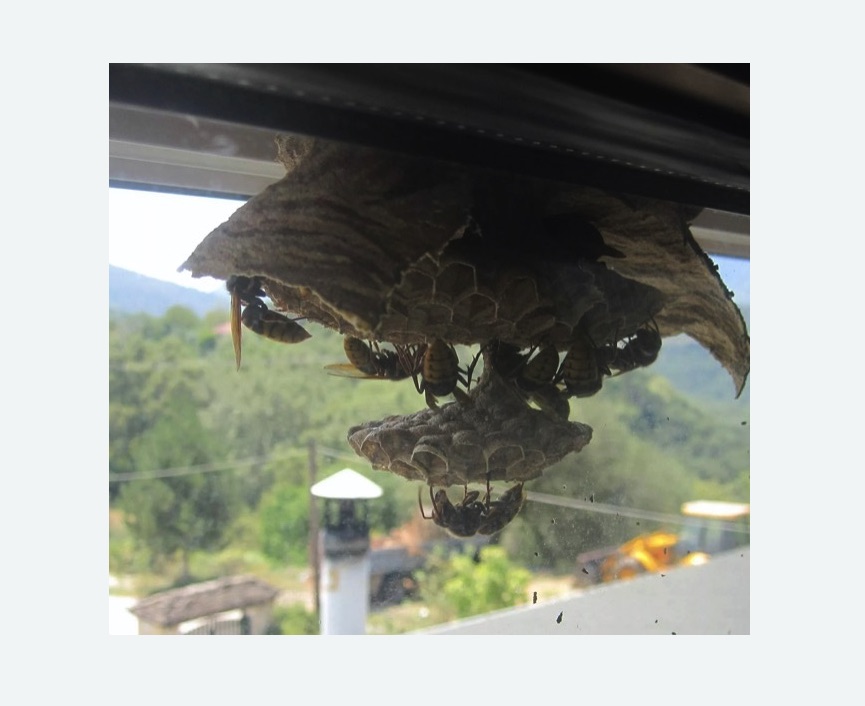 Уничтожение гнёзд шершней в Новороссийске