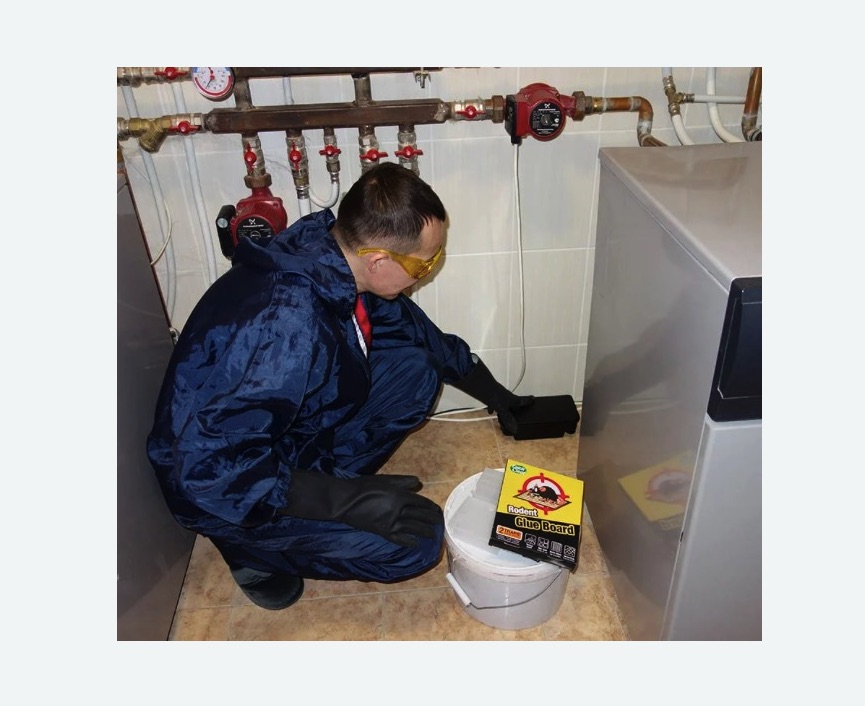 Уничтожение крыс в Новороссийске